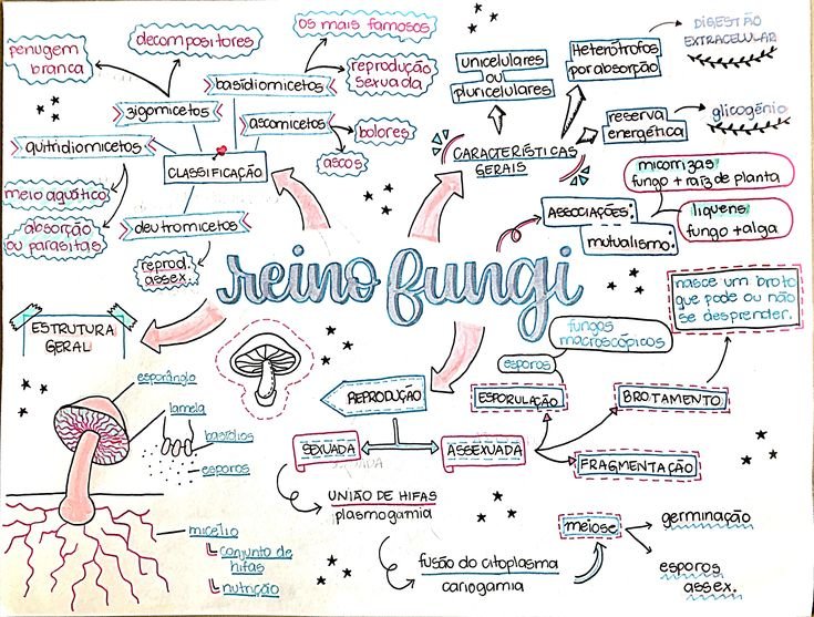 Mapa mental sobre O REINO FUNGI