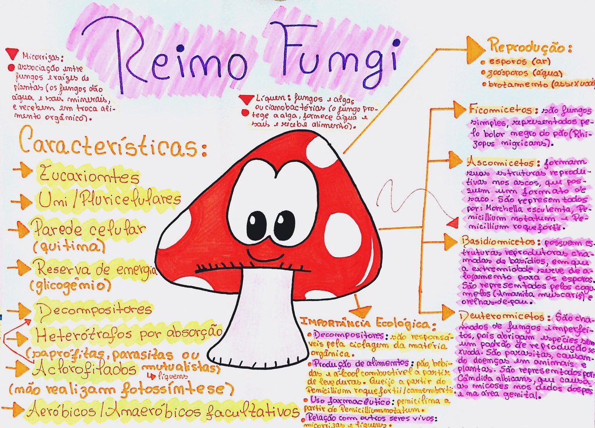 Mapa mental sobre O REINO FUNGI