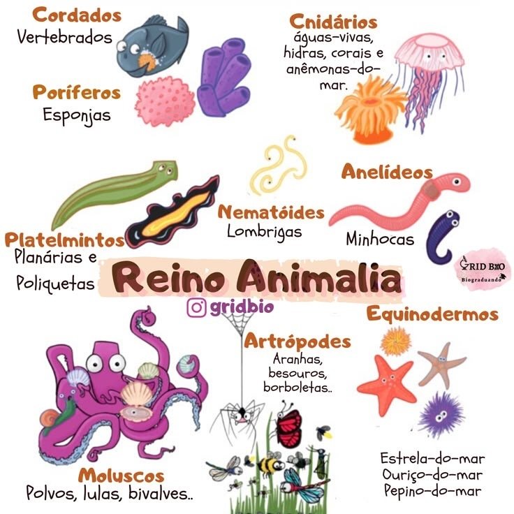 Mapa mental sobre O REINO ANIMALIA