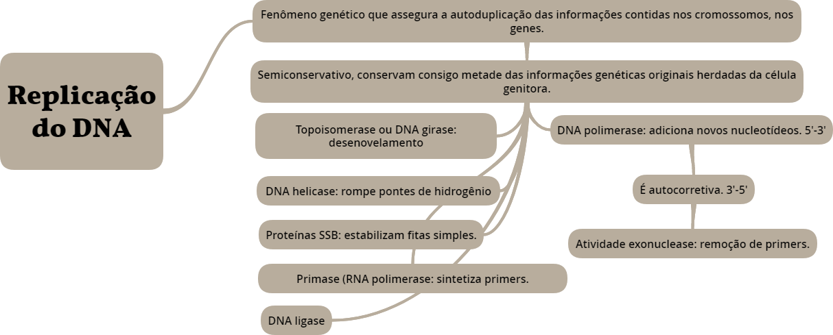 Mapa mental sobre REPLICACAO DO DNA