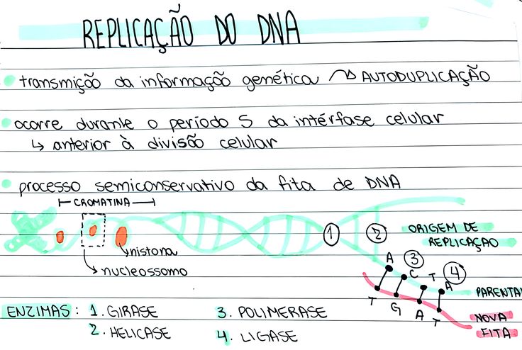 Mapa mental sobre REPLICACAO DO DNA