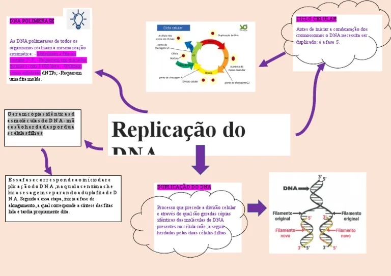 Mapa mental sobre REPLICACAO DO DNA
