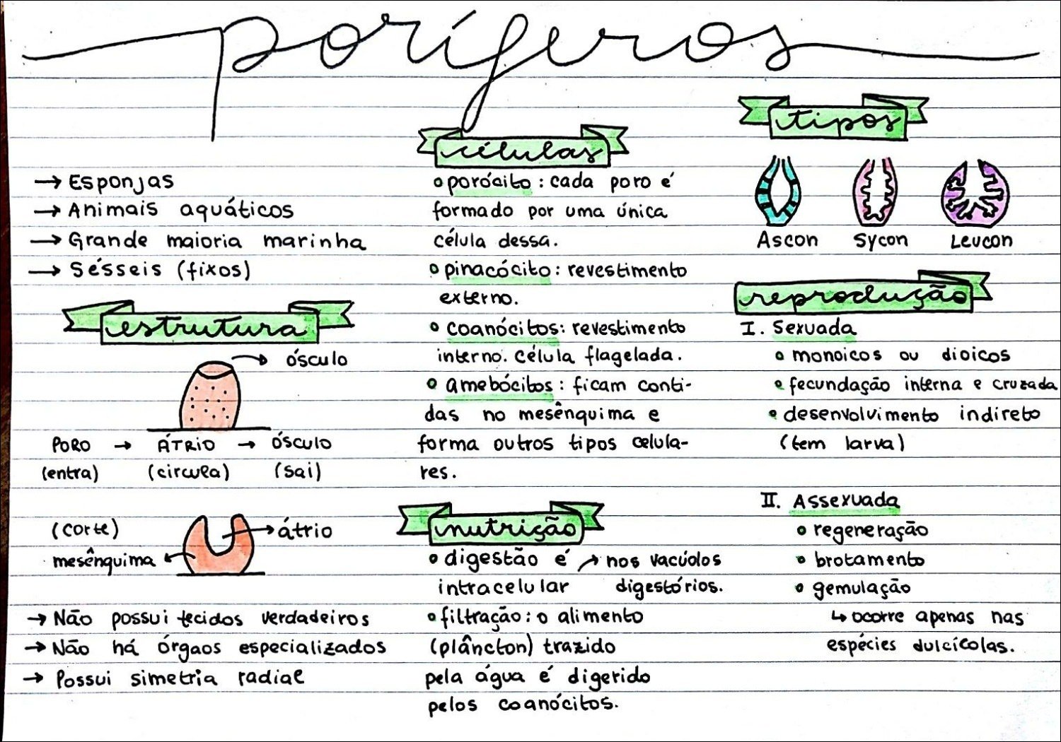 Mapa mental com Esponjas no centro, ramificando-se para tipos e vilulas