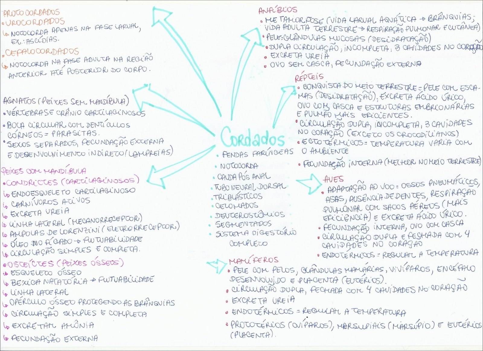 Mapa mental com ANFÍBIO no centro, ramificando-se para PROTOCORDADOS e UROCORDADOS