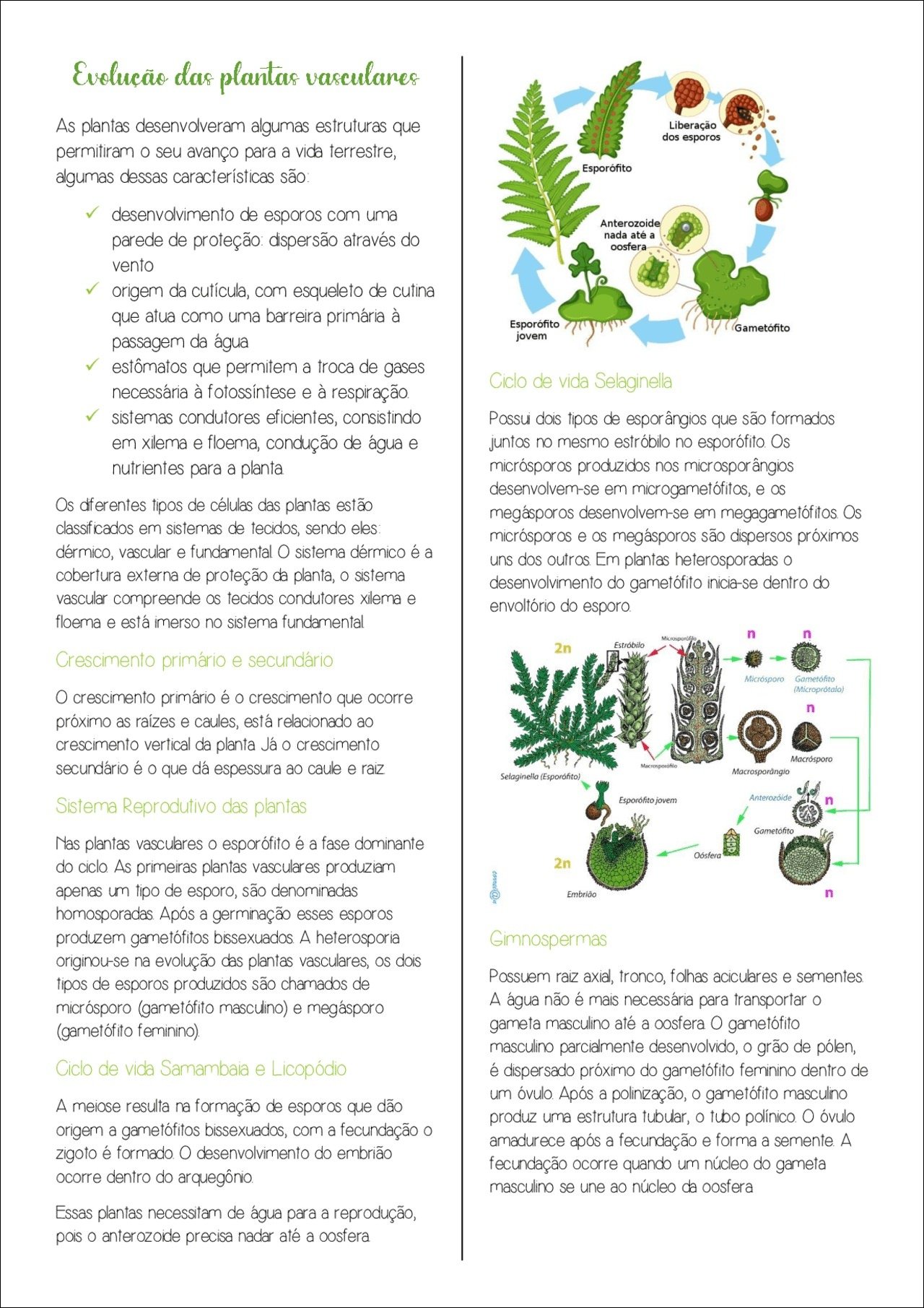Mapa mental com Evolução das plantas vasculares no centro, ramificando-se para As plantas desenvolveram algumas estruturas que e Liberação dos esporos