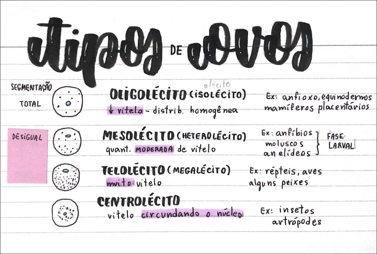 Mapa mental com Segmentação no centro, ramificando-se para Anfioxo e Equinodermos