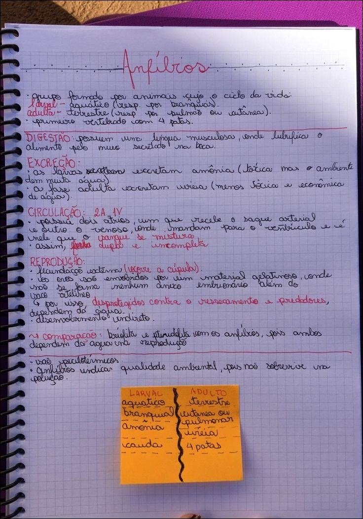 Mapa mental com Amfibros no centro, ramificando-se para grups adulta e terrestre