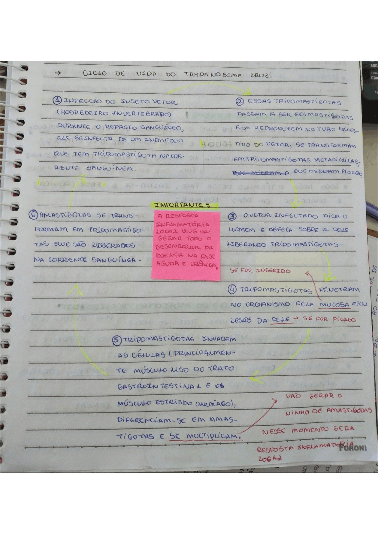 Mapa mental com CICLO DE no centro, ramificando-se para VIDA DO TRY PA NO SOMA CRUZI