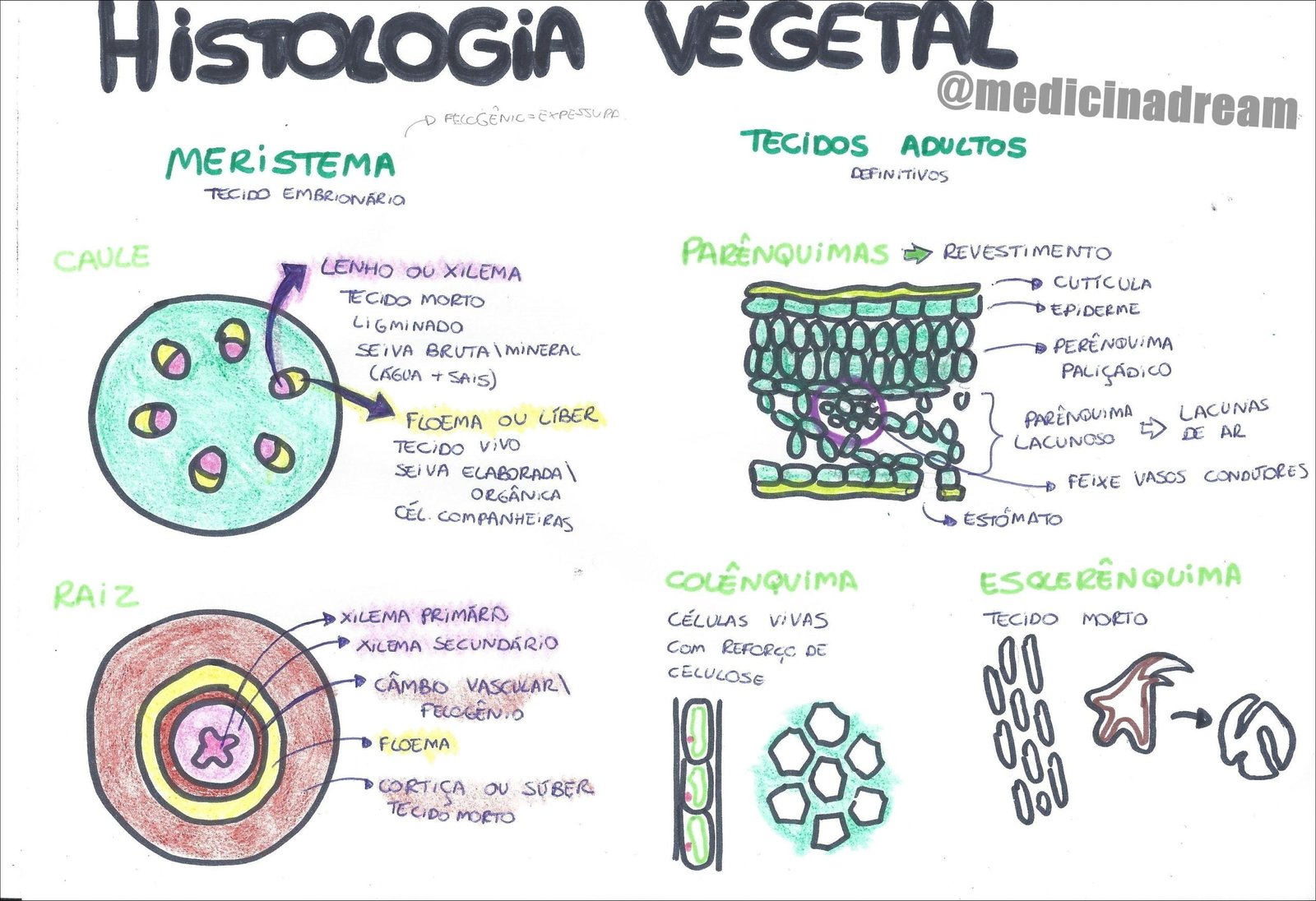 Mapa mental com HiSTOLOGiA VEGETAL no centro, ramificando-se para TECIDOS ADULTOS e MERiSTEMA
