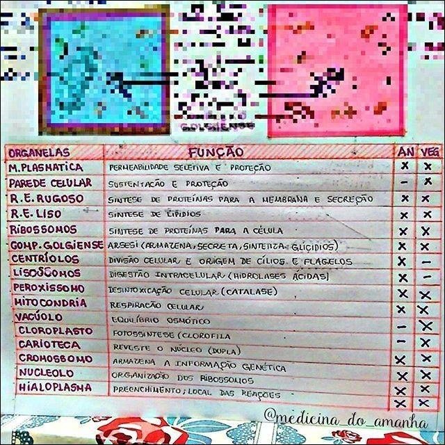 Mapa mental com Célula e suas Organelas no centro, ramificando-se para Função e Anatomia Vegetal