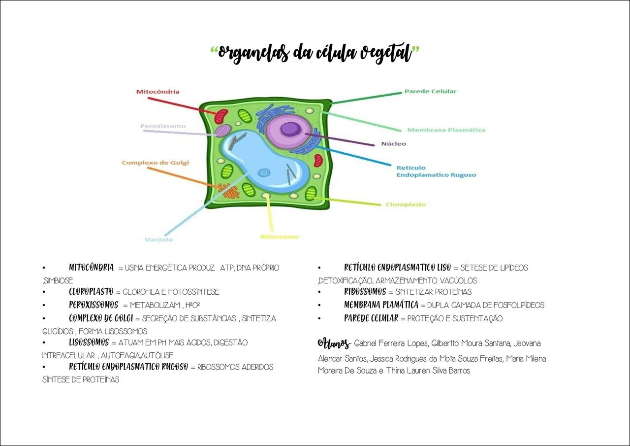 Mapa mental com organelas da célula vegetal no centro, ramificando-se para Mitocôndria e Parede Celular