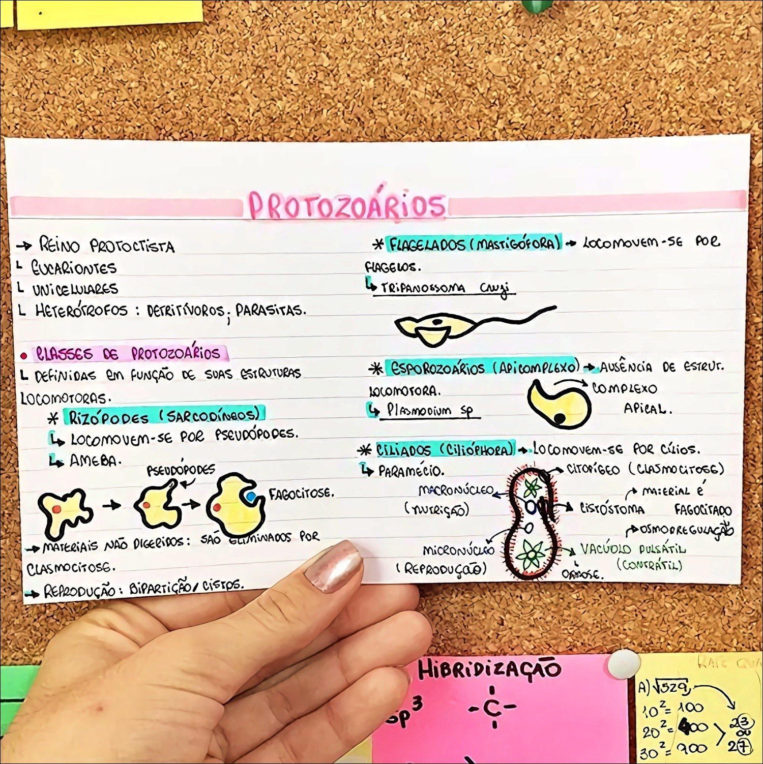 Mapa mental com Protista no centro, ramificando-se para Unicelulares e Reino Protoctista
