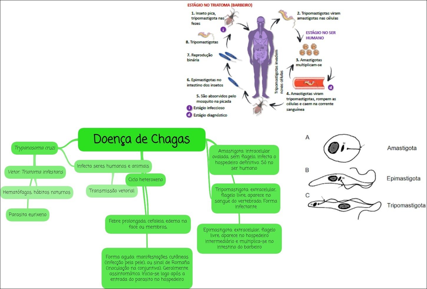 Mapa mental com Estágio no Triatoma Barbeiro no centro, ramificando-se para Inseto Pica e Tripomastigotas Viram