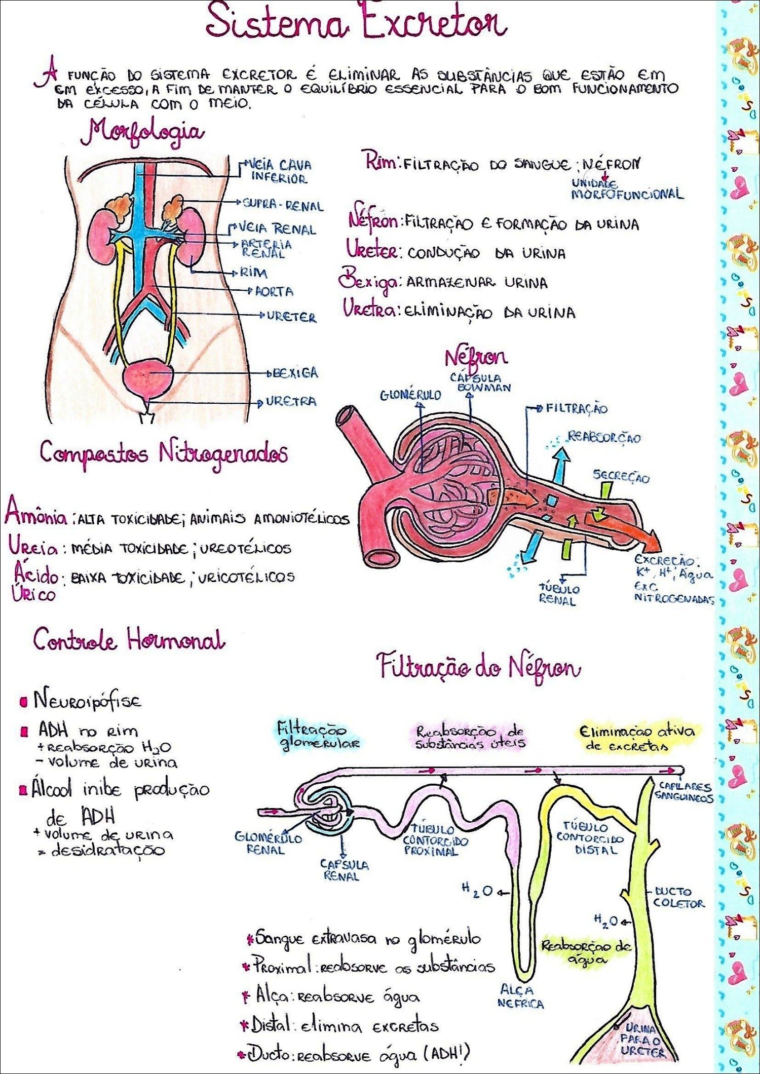 Sistema Excretor: Função e Morfologia