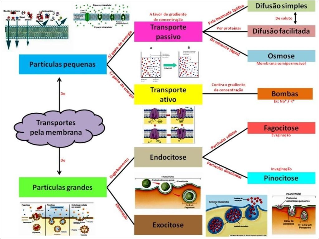 Mapa Mental Transporte