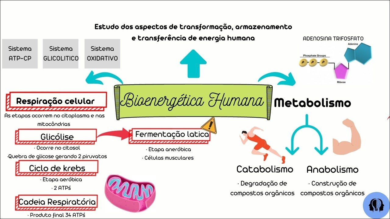 Mapa mental com Bioenergética Humana no centro, ramificando-se para Estudo dos aspectos de transformação armazenamento, e transferência de energia humana e ADENOSINA TRIFOSFATO
