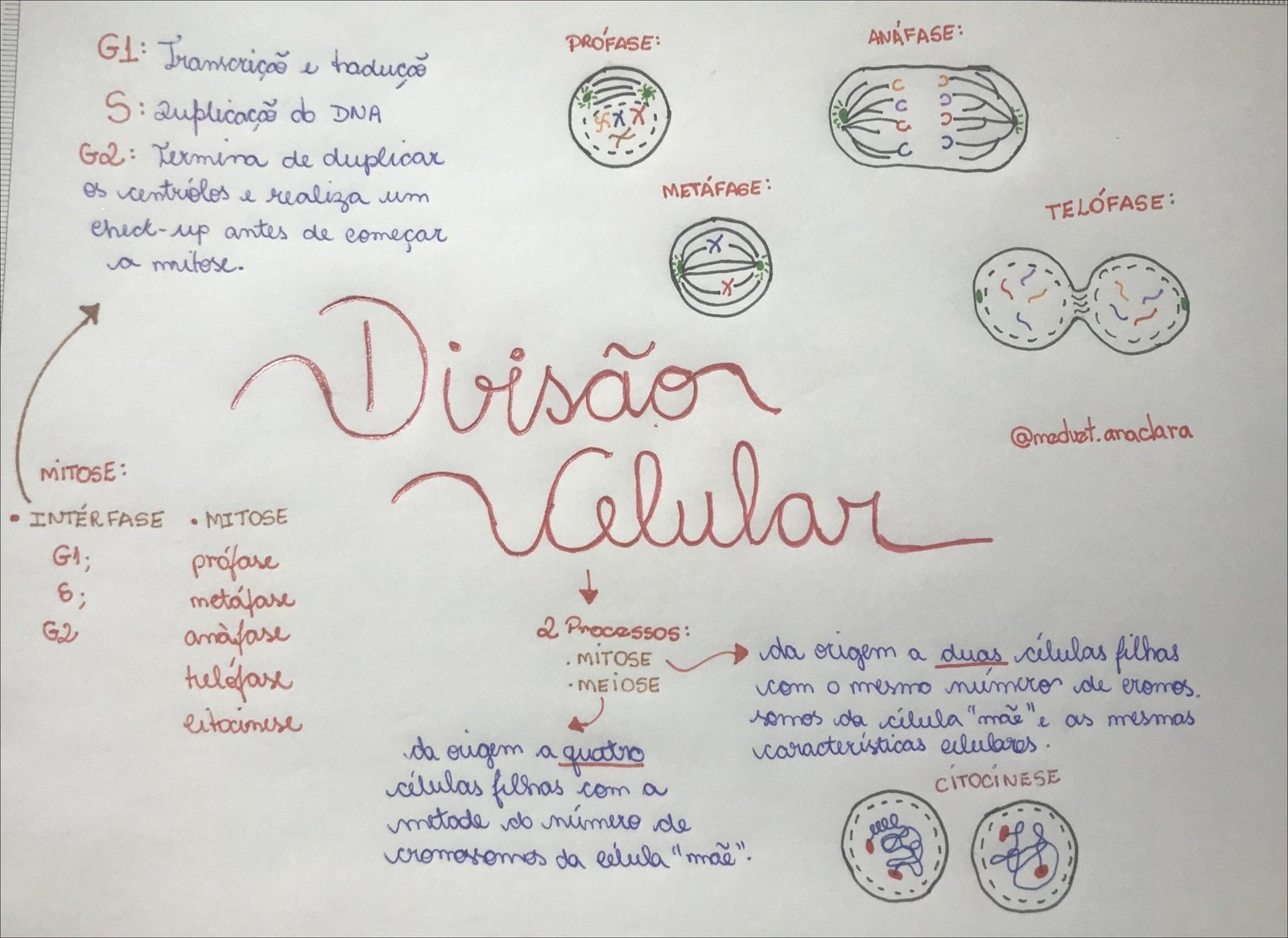 Processos da Mitose e Meiose