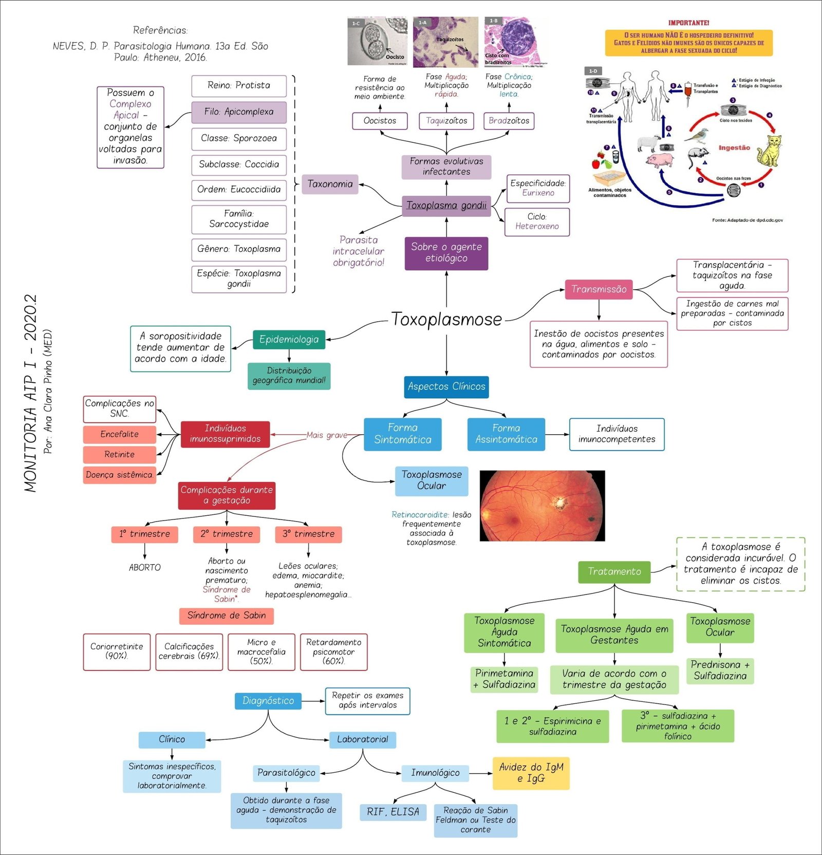 Mapa mental com Toxoplasma gondii no centro, ramificando-se para Transplantes e Transfusao