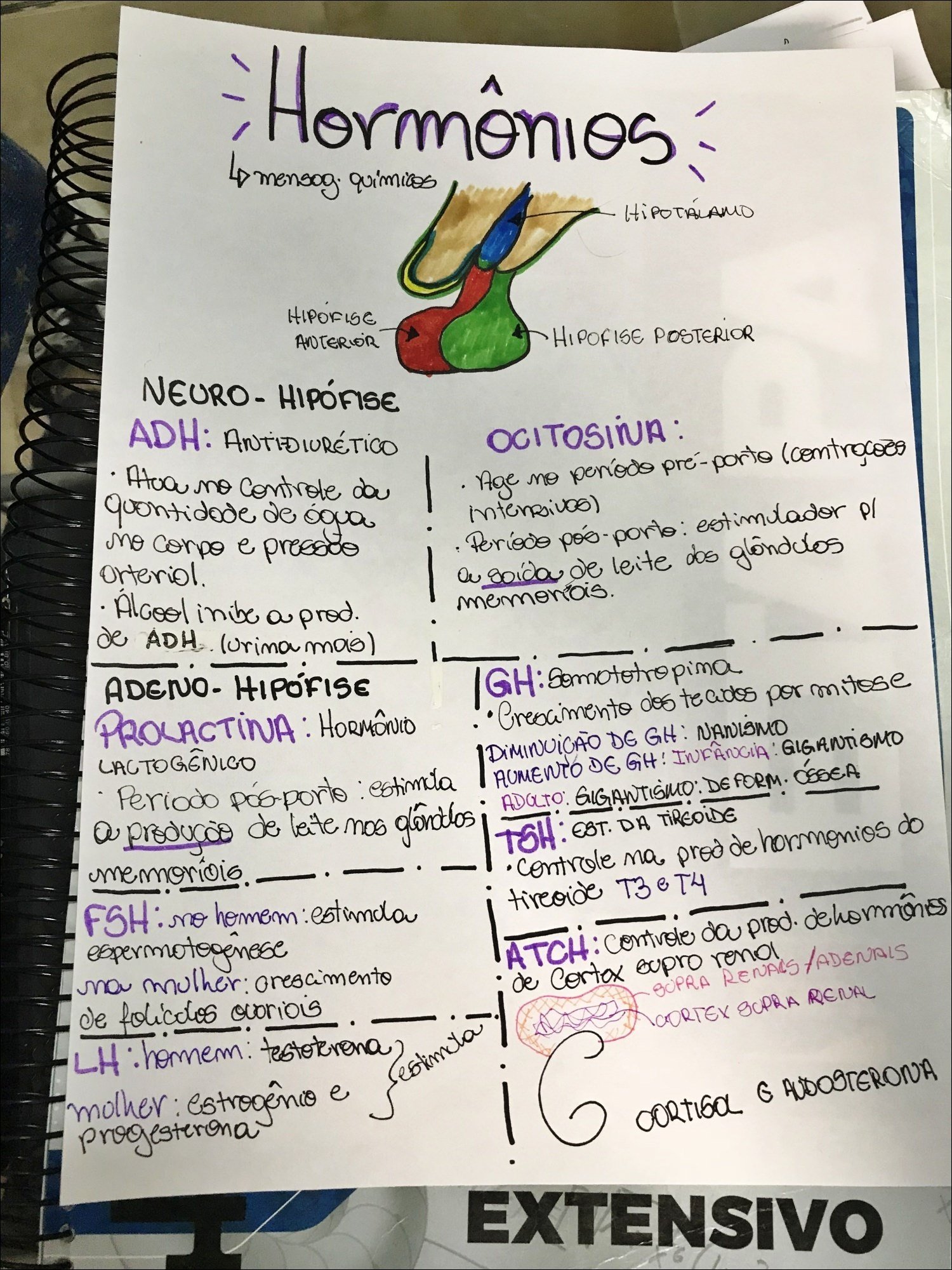 Mapa mental com Hormônios no centro, ramificando-se para mensog quimicos e HiPOTAiAMO