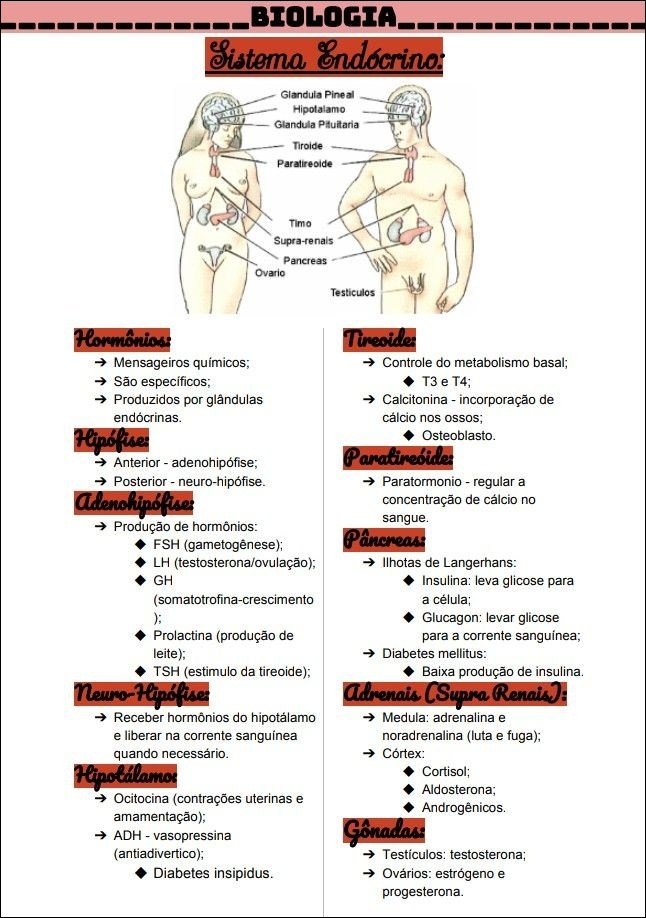 Mapa mental do Sistema Endócrino, ramificando-se para TSH estimulo da tireoide, Tiroide e Tireoider