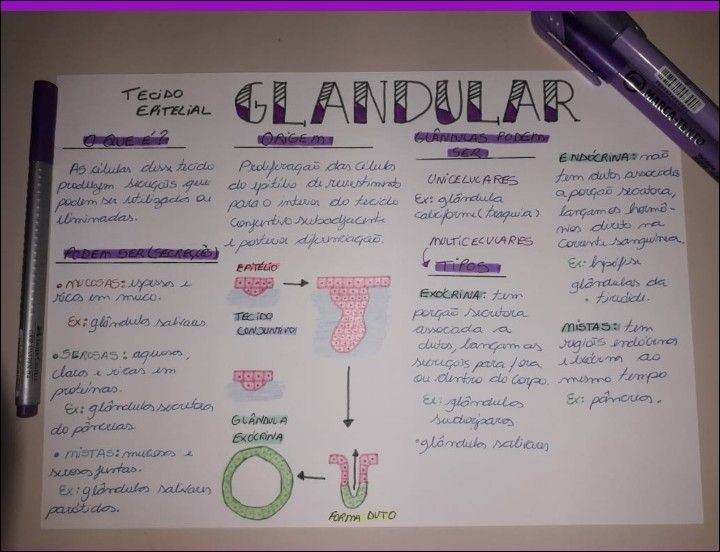 Resumo Tecido Epitelial Glandular Histologia P Tecid Vrogue Co