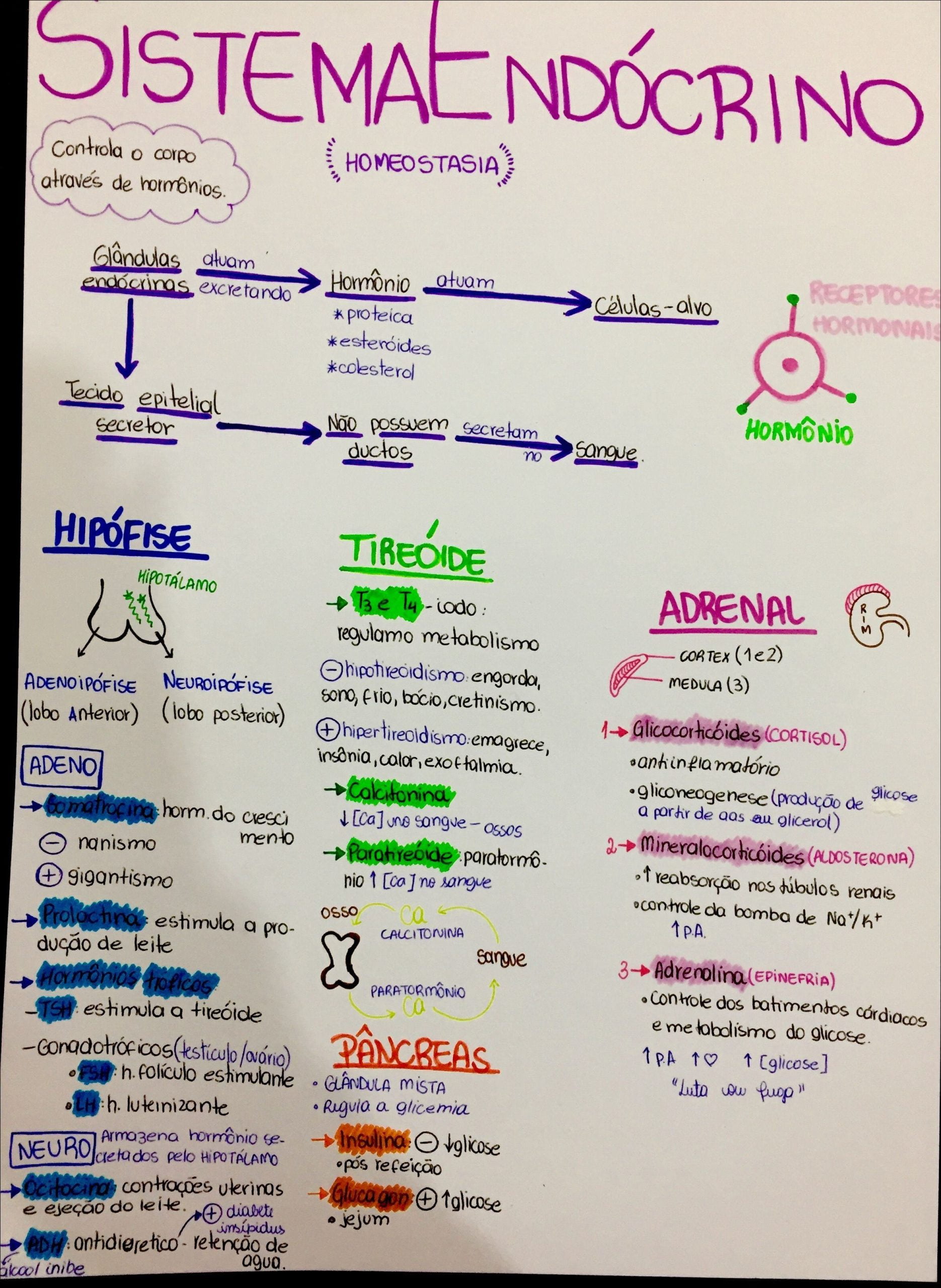 Mapa Conceitual Glandulas Endocrinas Conceitual Vrogue Co