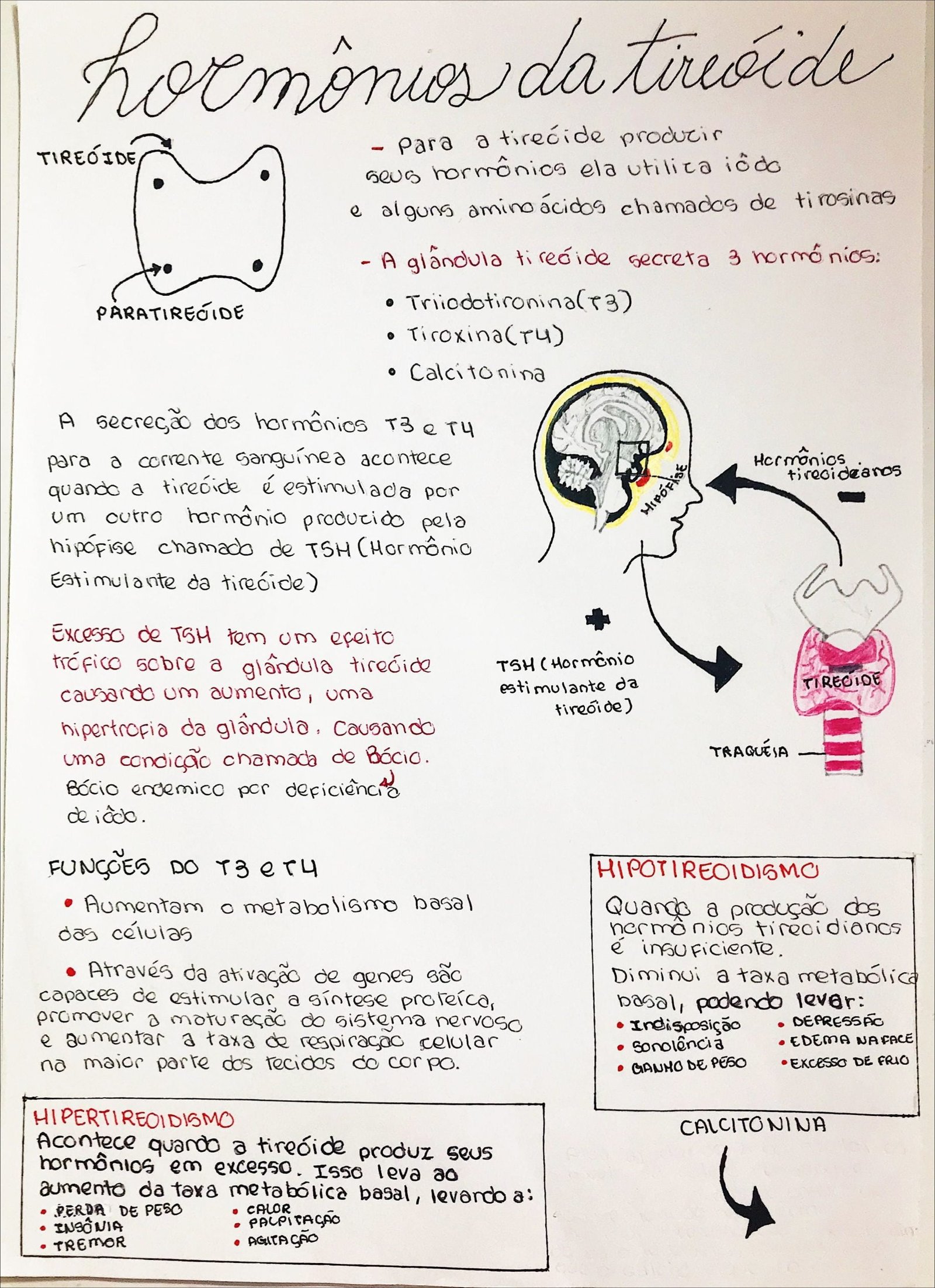 Mapa mental com TIREÓIDE no centro, ramificando-se para hormônies da tireóide e Para a tirecide producir