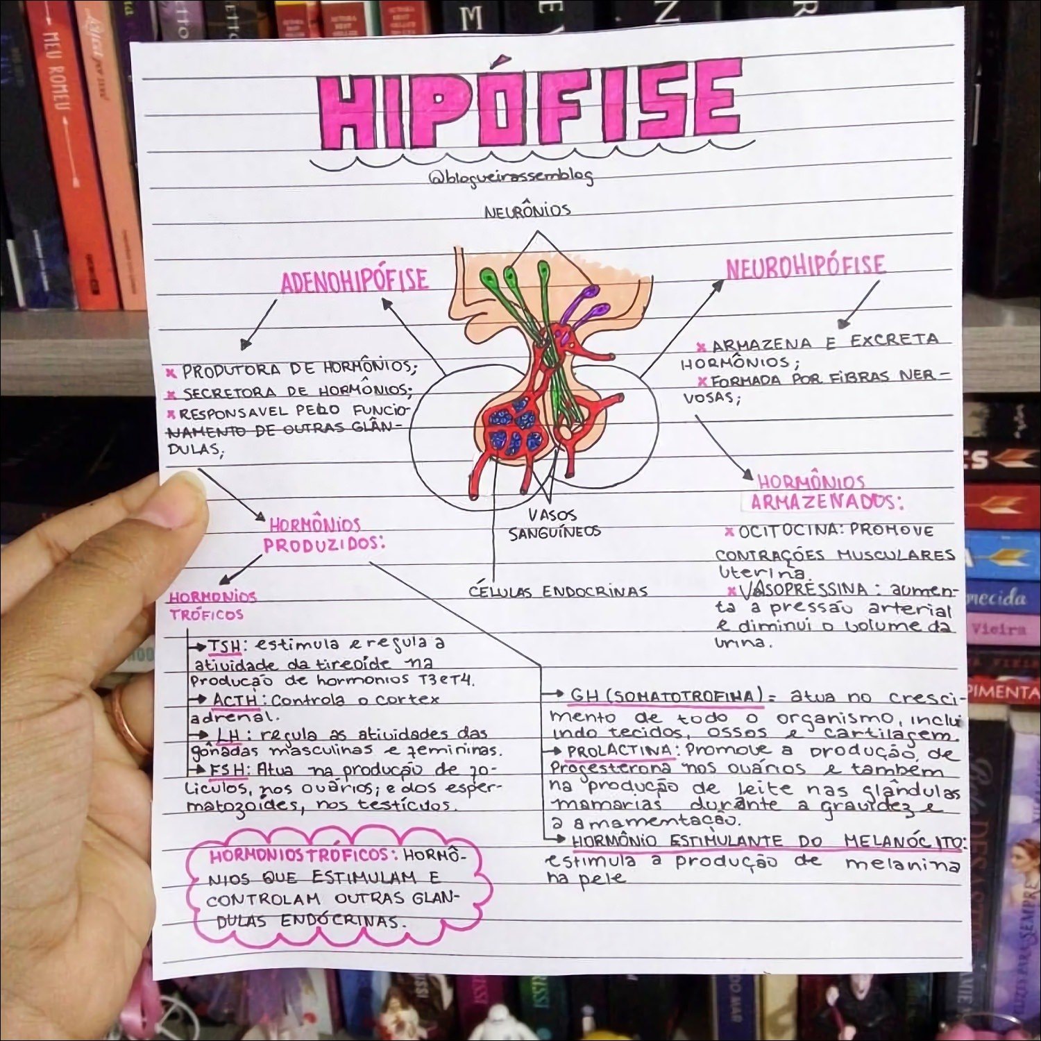 Mapa mental com HIPÓFISE no centro, ramificando-se para HORMÔNIOS e ADENOHIPÓFISE