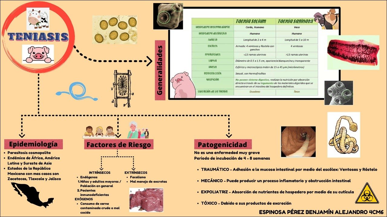 Taenia: Parasitas e Ciclo de Vida (emportuguês)