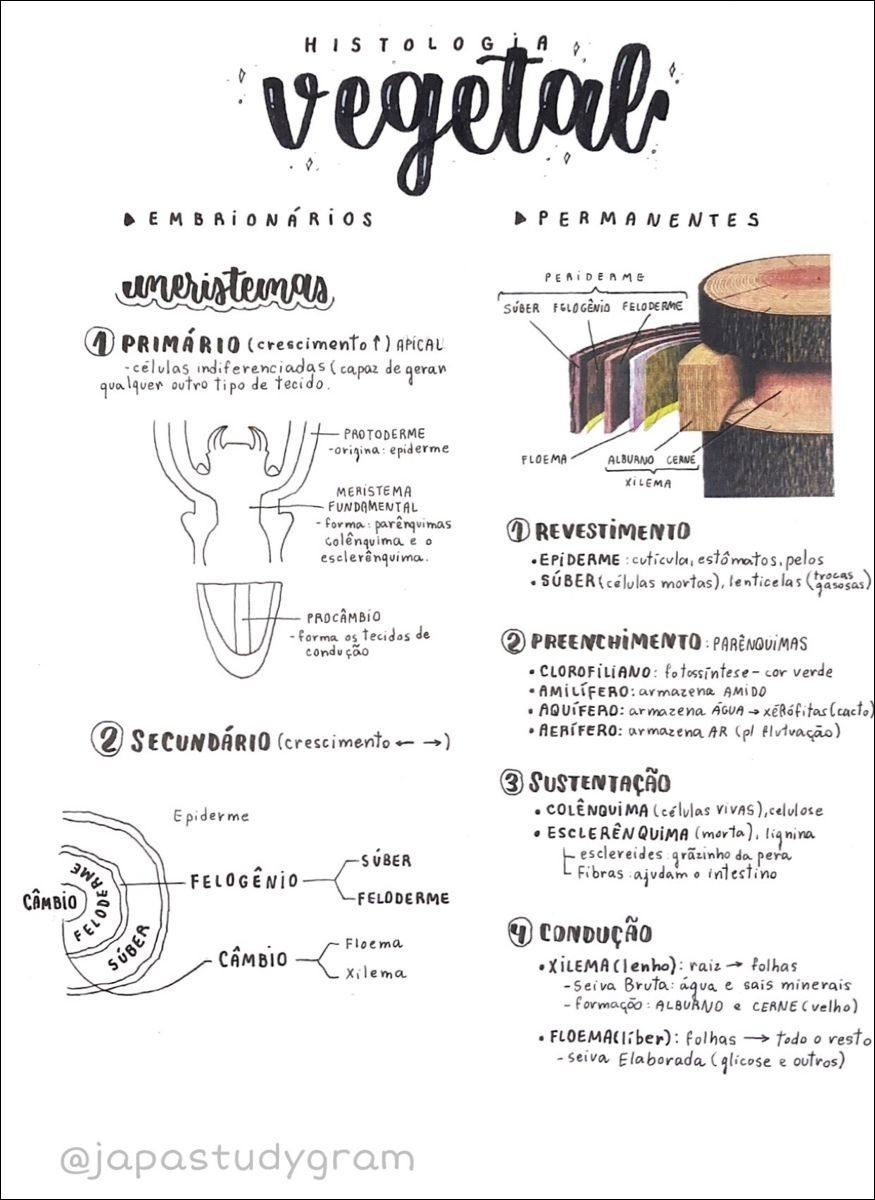 Mapa mental de histologia de tecidos vegetais, com o termo HISTOLOG jA no centro, ramificando-se para EMBRIONÁRIOS e PERMANENTES
