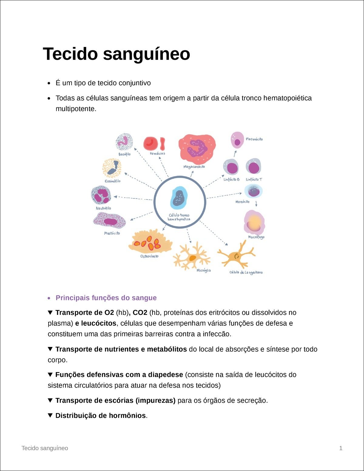 Mapa mental com Tecido sanguíneo no centro, ramificando-se para É um tipo de tecido conjuntivo e Todas as células sanguíneas tem origem a partir da célula tronco hematopoiética, multipotente