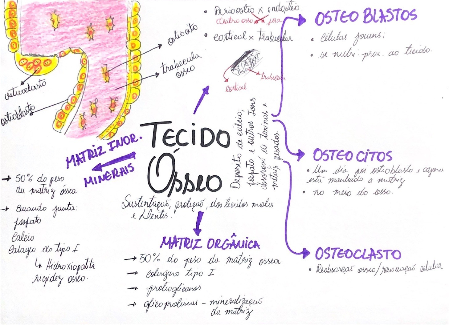 Mapas Mentais Sobre TECIDO OSSEO - Study Maps