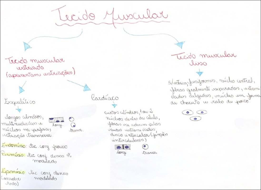 Mapa mental com tecido muscular no centro, ramificando-se para liso, estriado e cardíaco