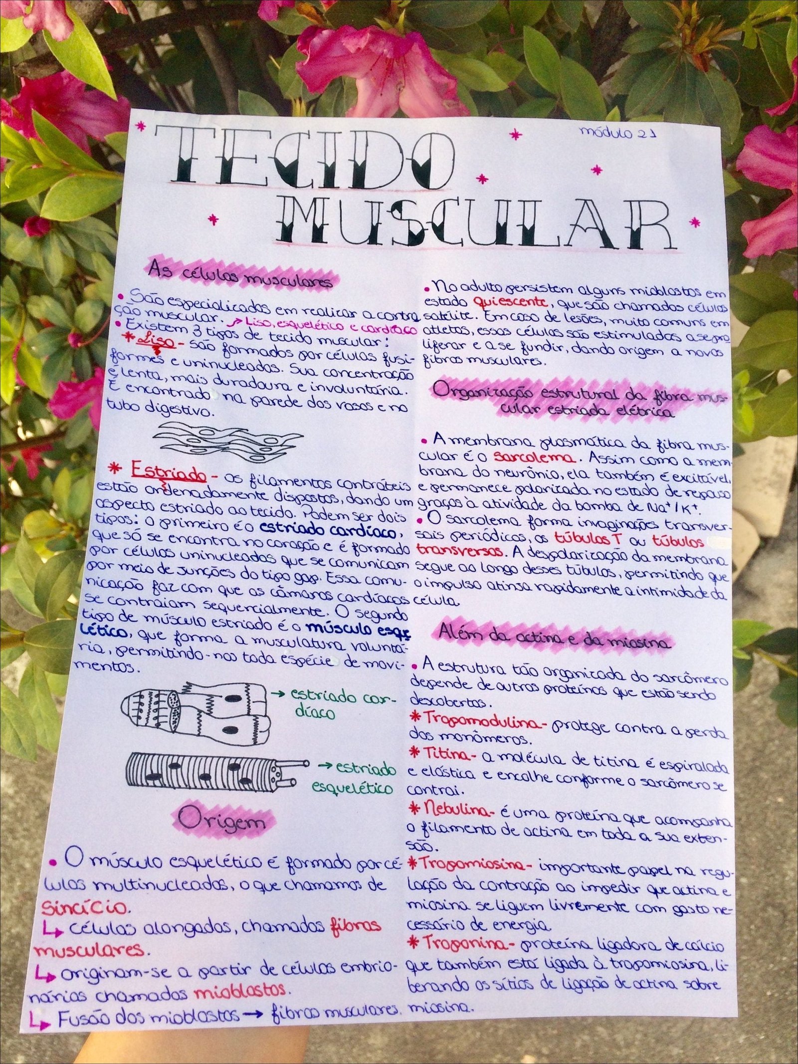 Mapa mental com TECIDO muscular no centro, ramificando-se para As células musculares e mioblastos
