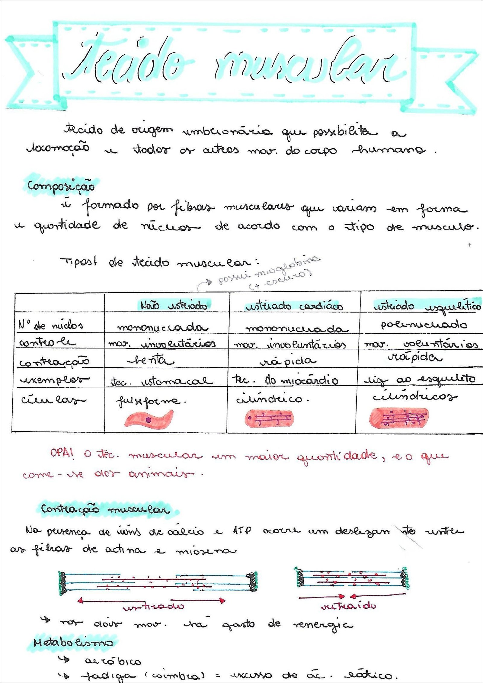 Mapa mental com tecido muscular no centro, ramificando-se para tecido de origem umbilionário e locomocao