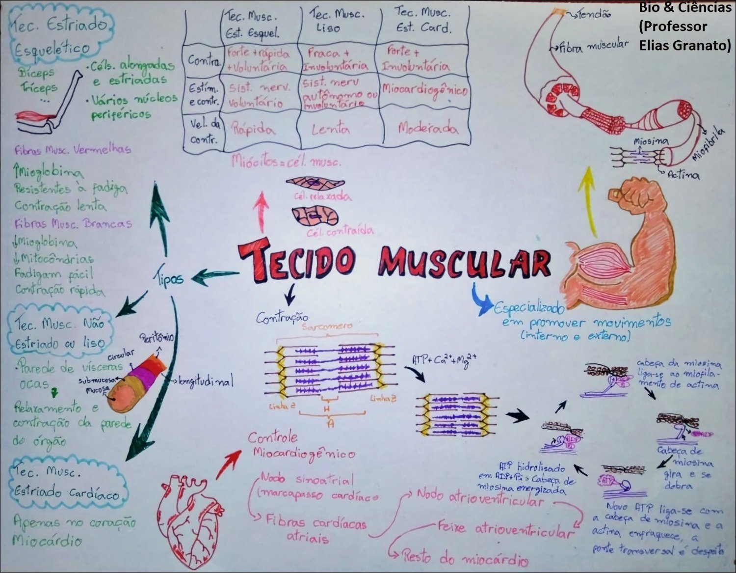 Tecido Muscular: Funções e Características