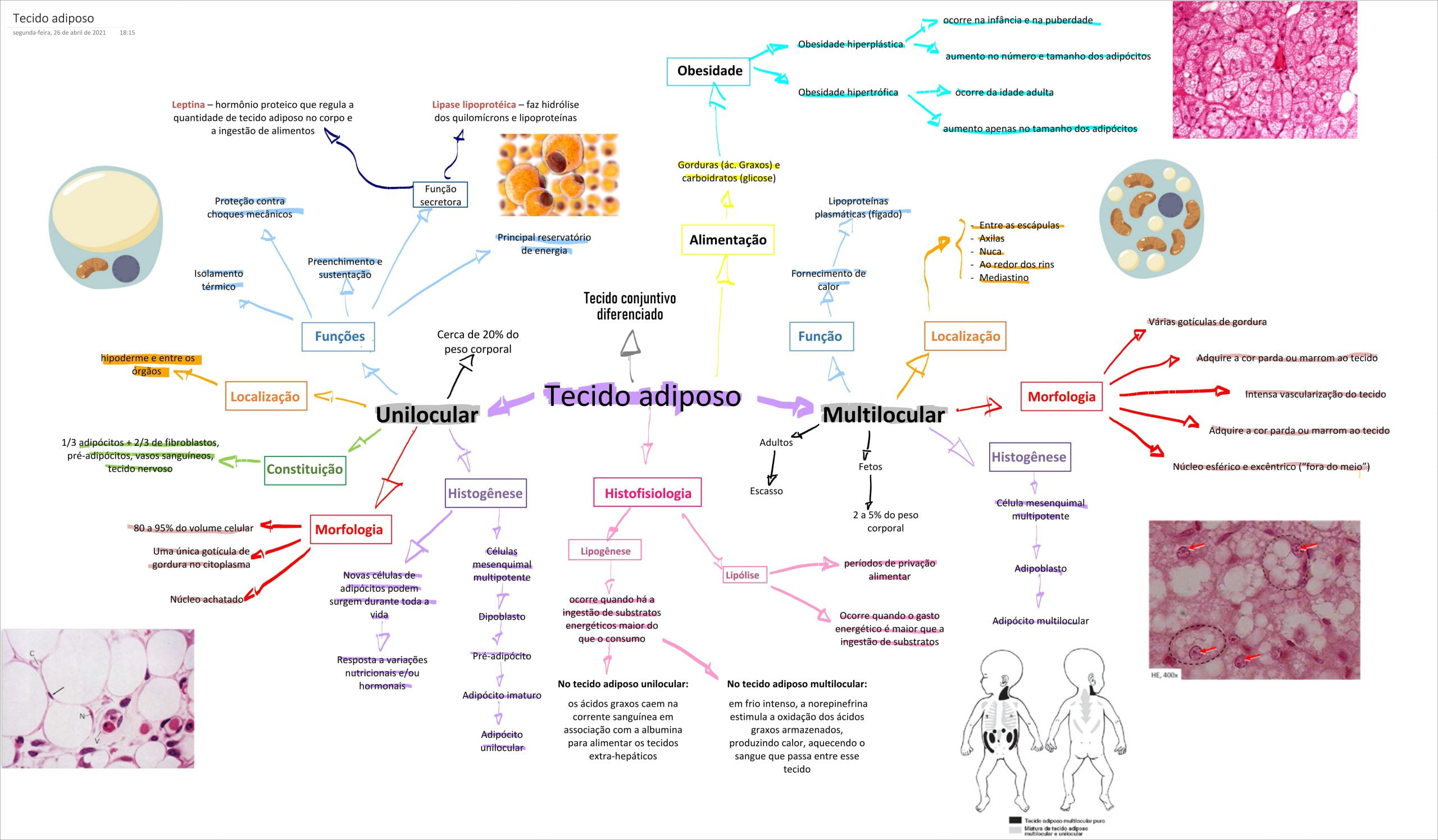 Mapa Mental Tecido Adiposo - REVOEDUCA