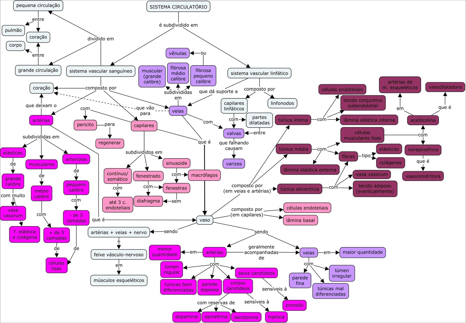 Sistema Circulatório