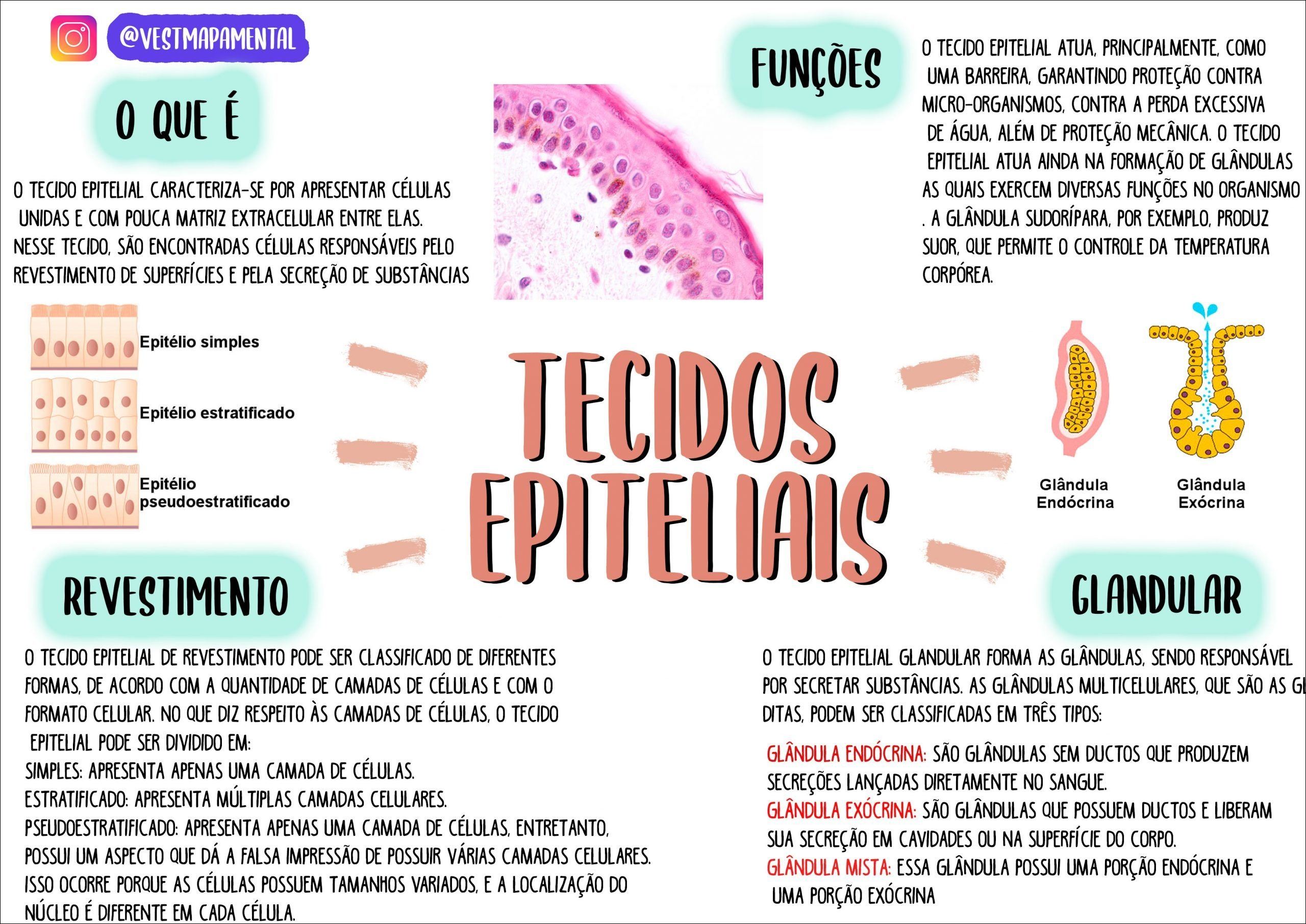 Mapas Mentais Sobre Tecido Epitelial Study Maps