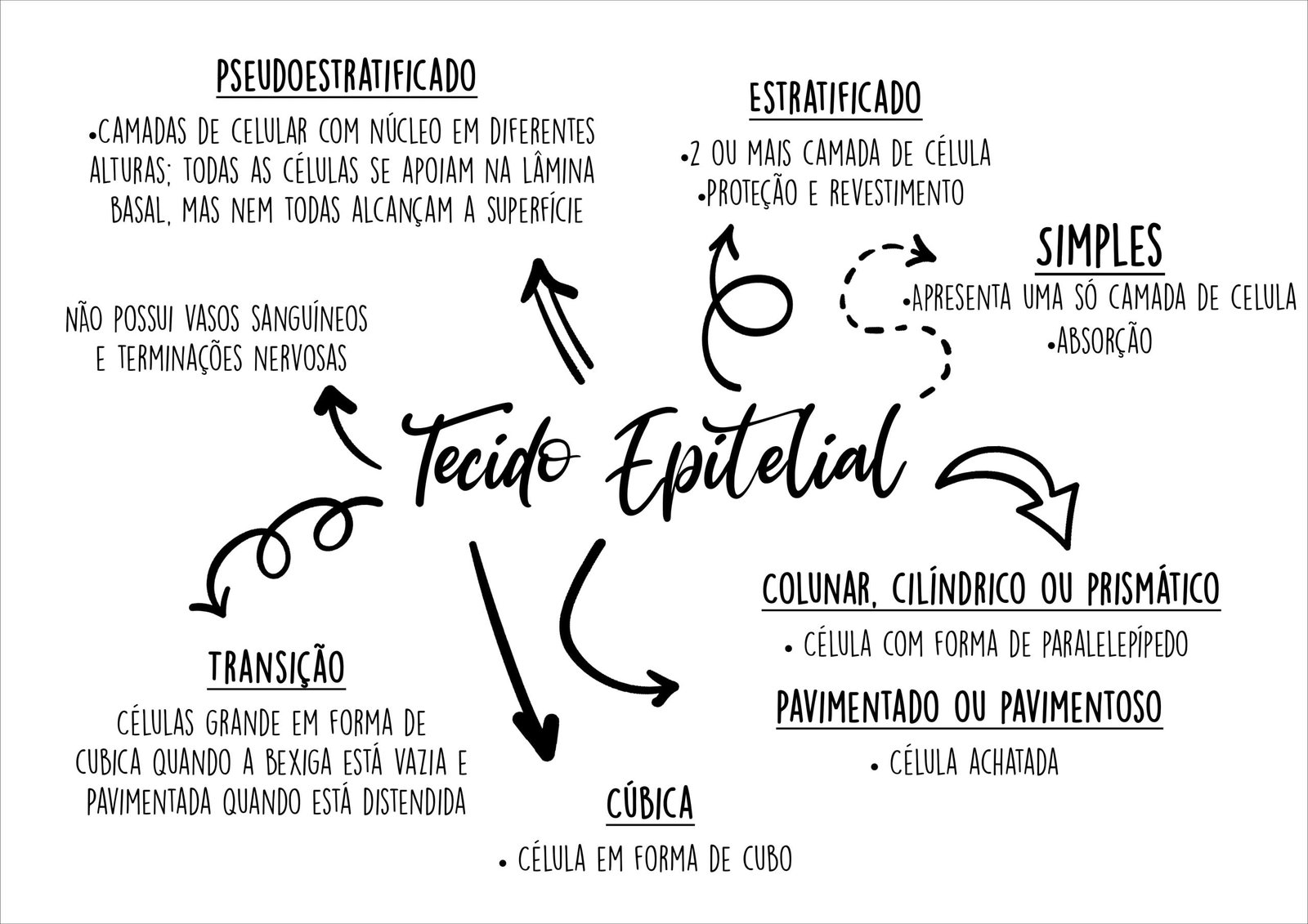 Mapa mental com Tecido Epitelial no centro, ramificando-se para Pseudoestratificado e Estratificado