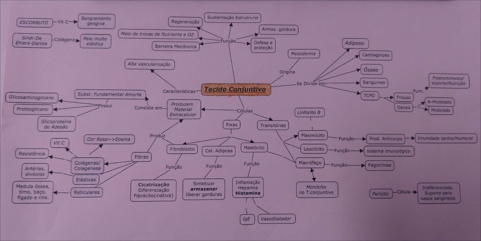 Tecido Conjuntivo e Imunidade