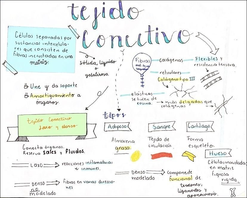 Mapa mental com Tejido no centro, ramificando-se para Tejido Conectivo e Tejido de