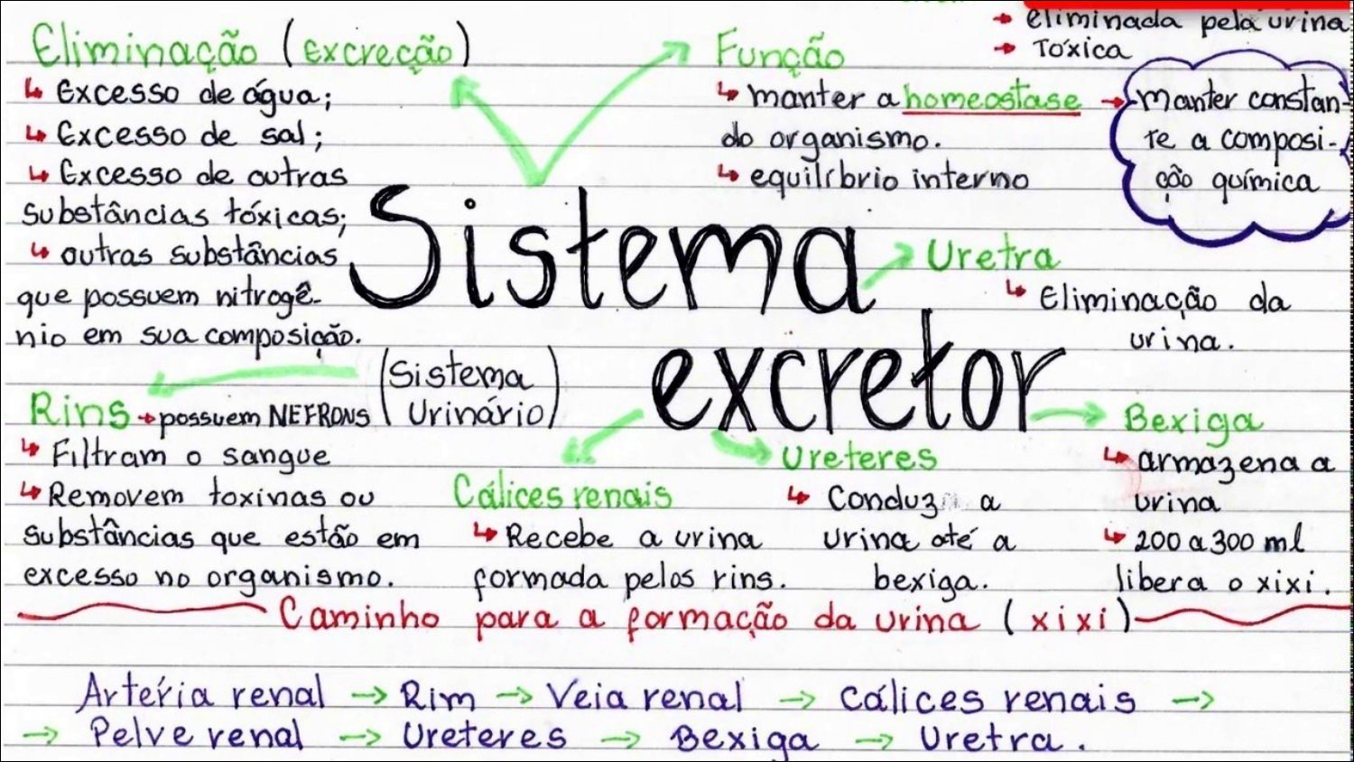 Mapa mental com Eliminação excreção no centro, ramificando-se para eliminada pela urina e função