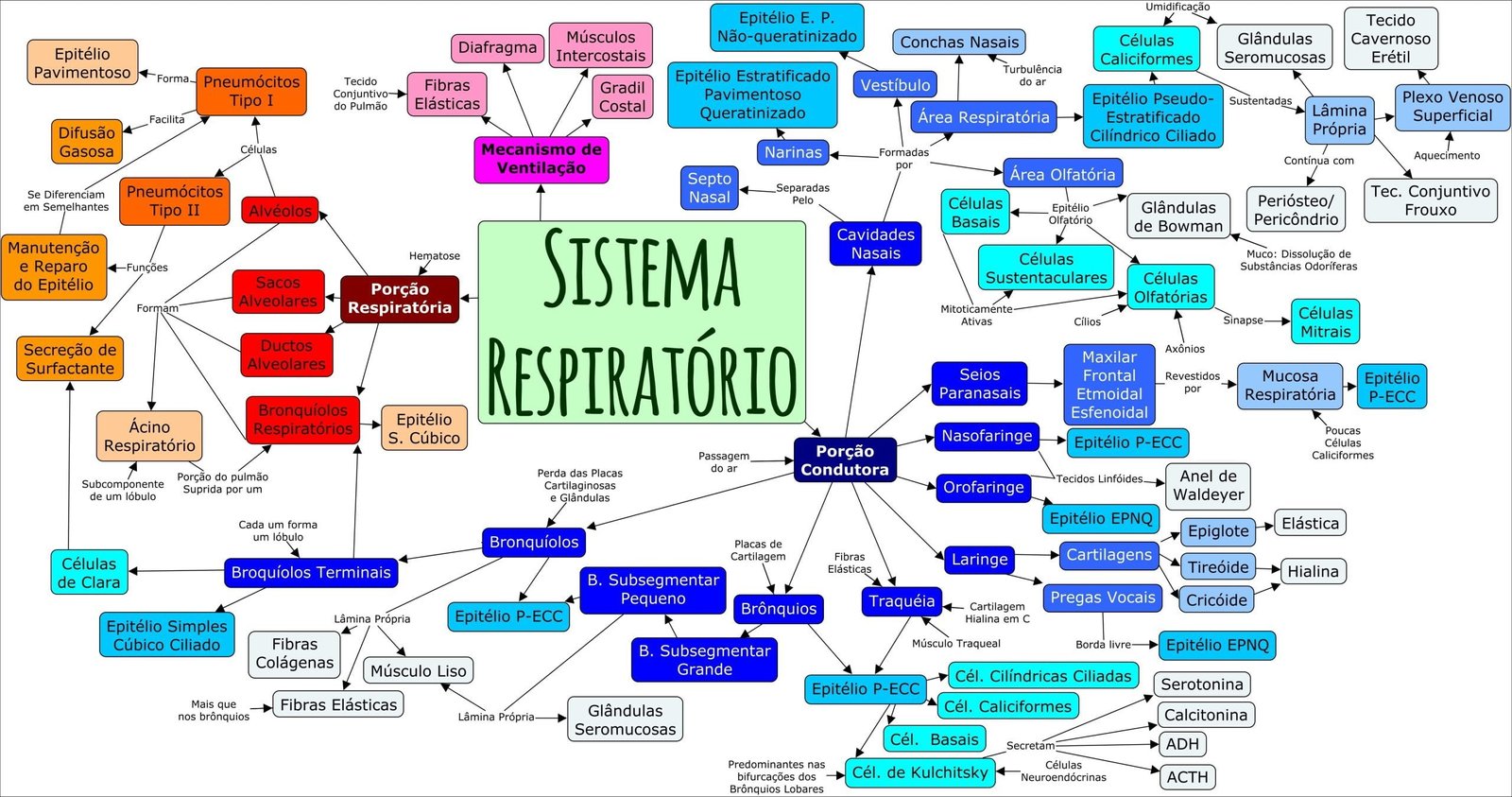 O mapa mental trata da anatomia dos pulmões