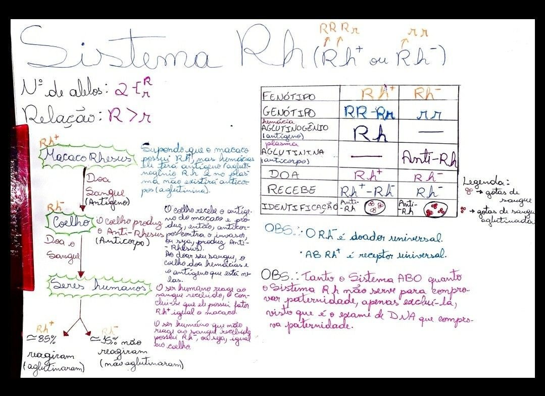 Mapas Mentais Sobre Sistema Rh Study Maps