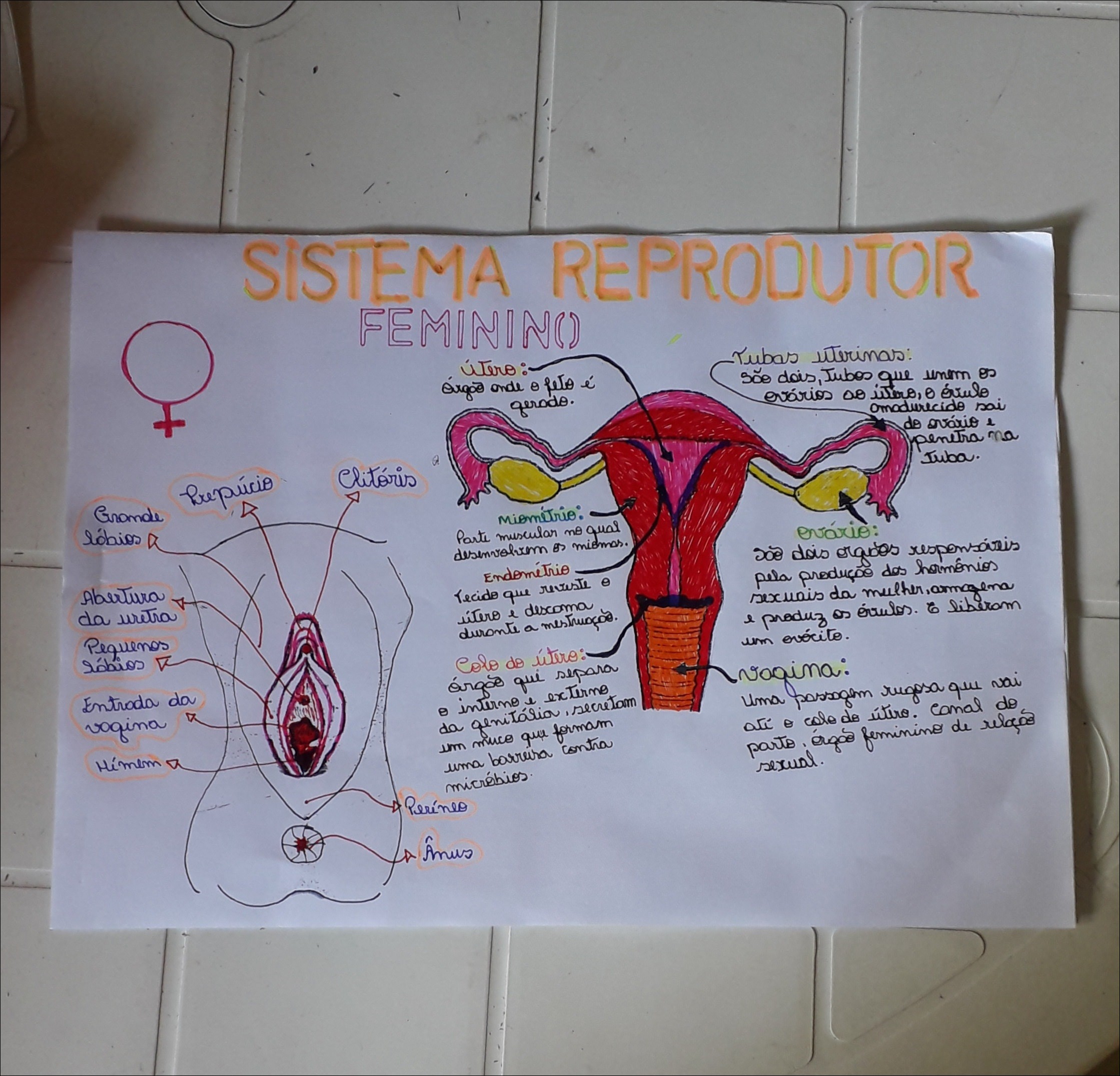 SOLUTION: Resumo do Sistema reprodutor feminino 2 - Studypool