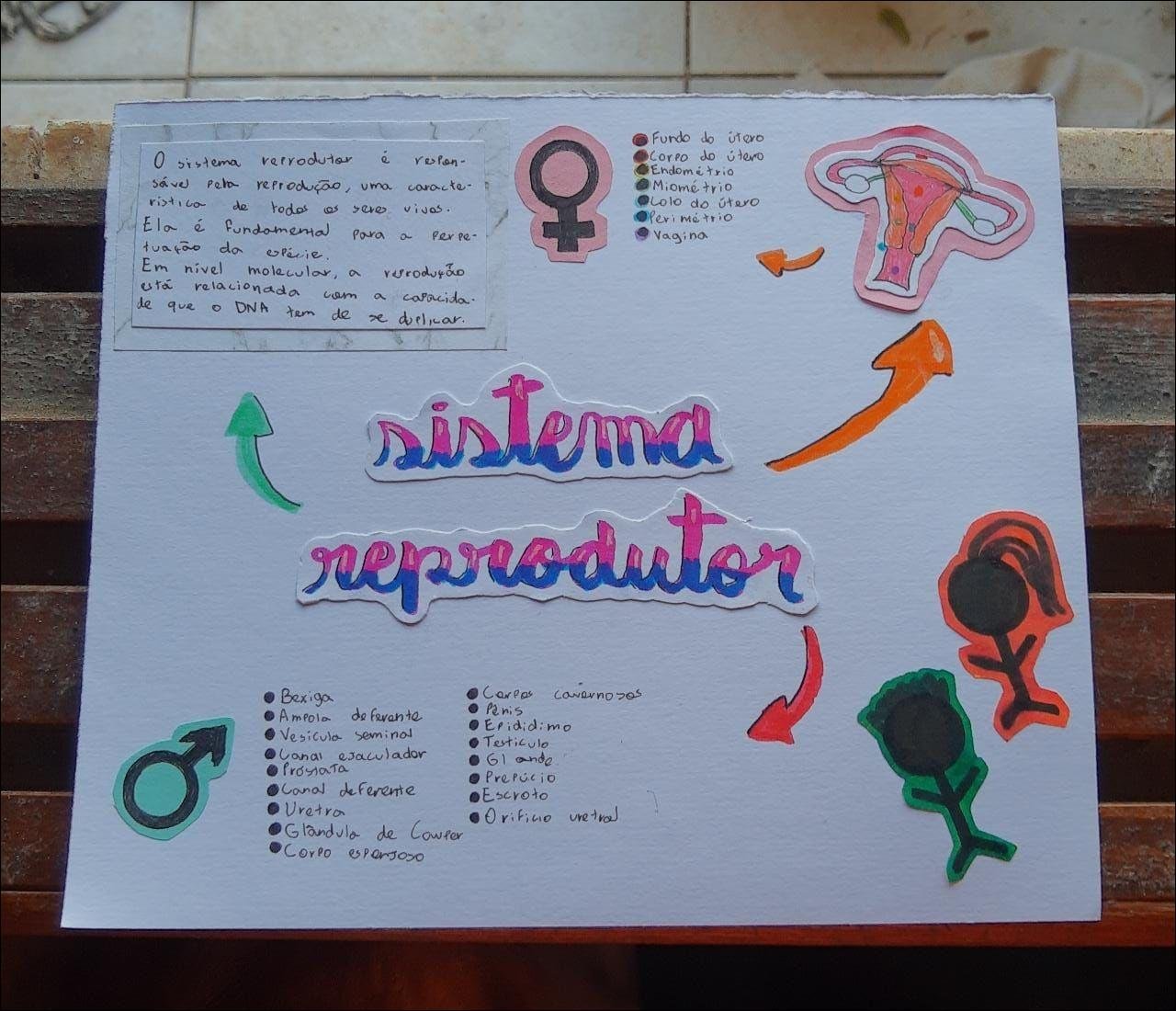 Sistema Reprodutor: Estrutura e Funcionamento