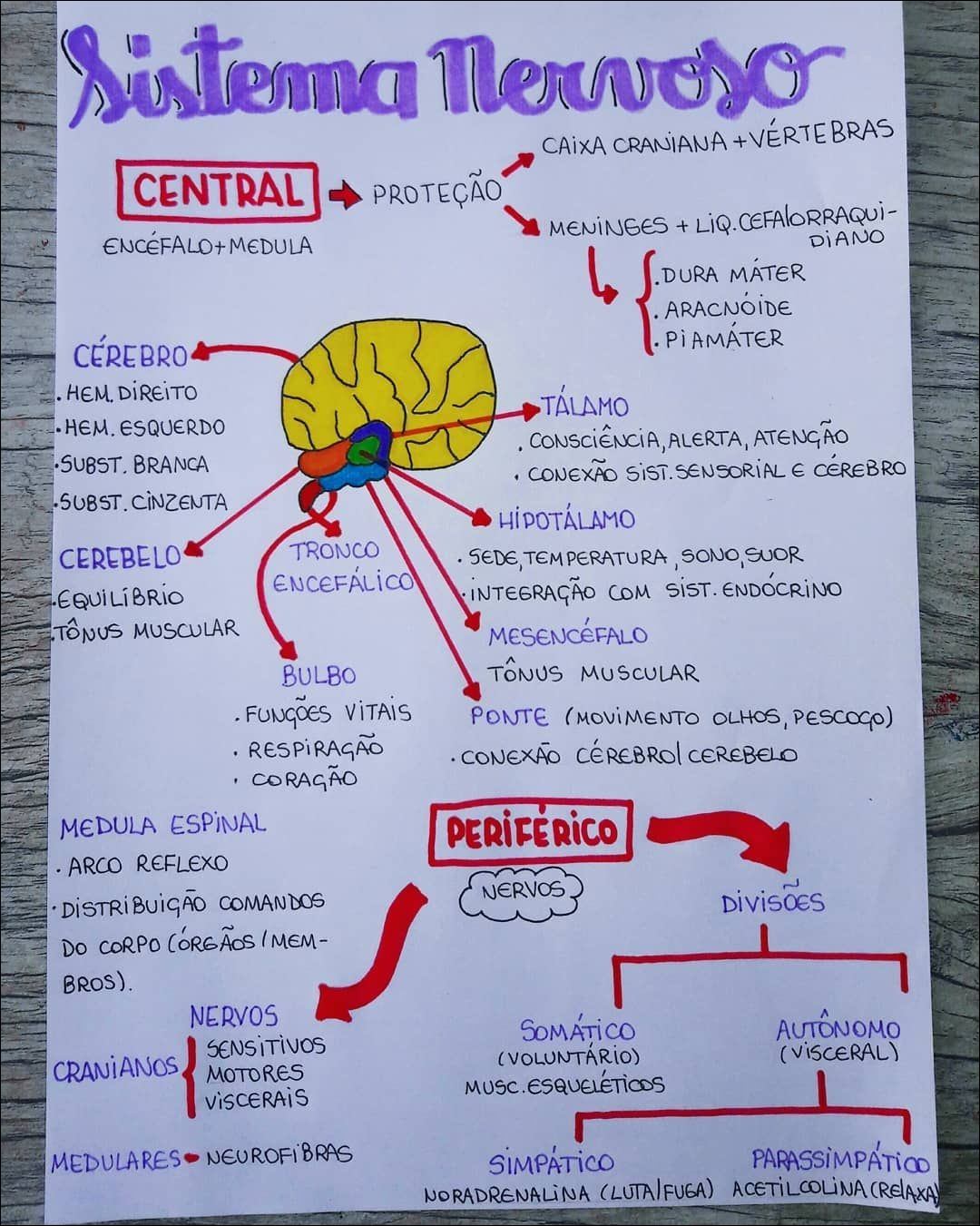 Mapas Mentais Sobre SISTEMA NERVOSO AUTONOMO - Study Maps