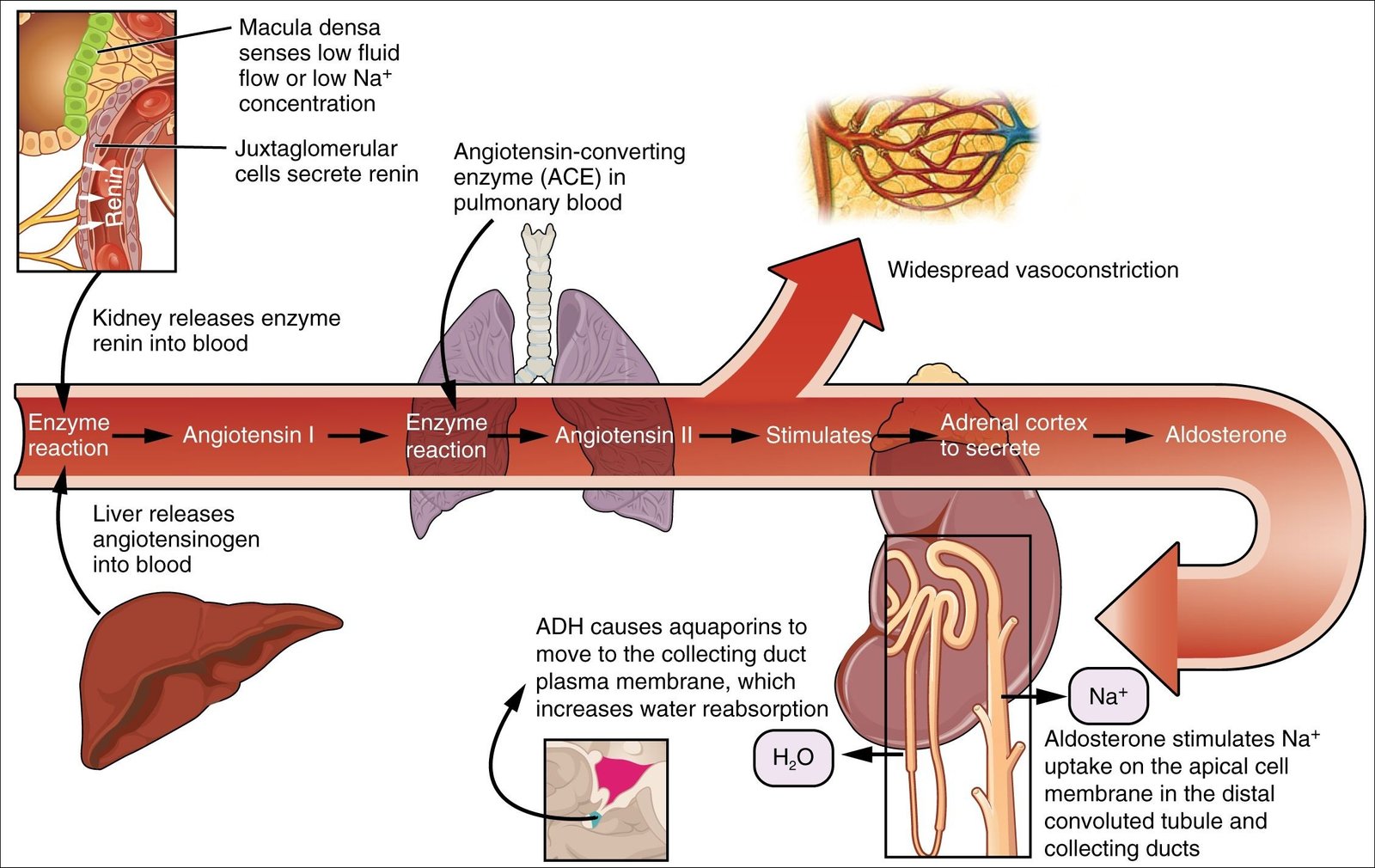 Mapas Mentais Sobre Sistema Renal Study Maps