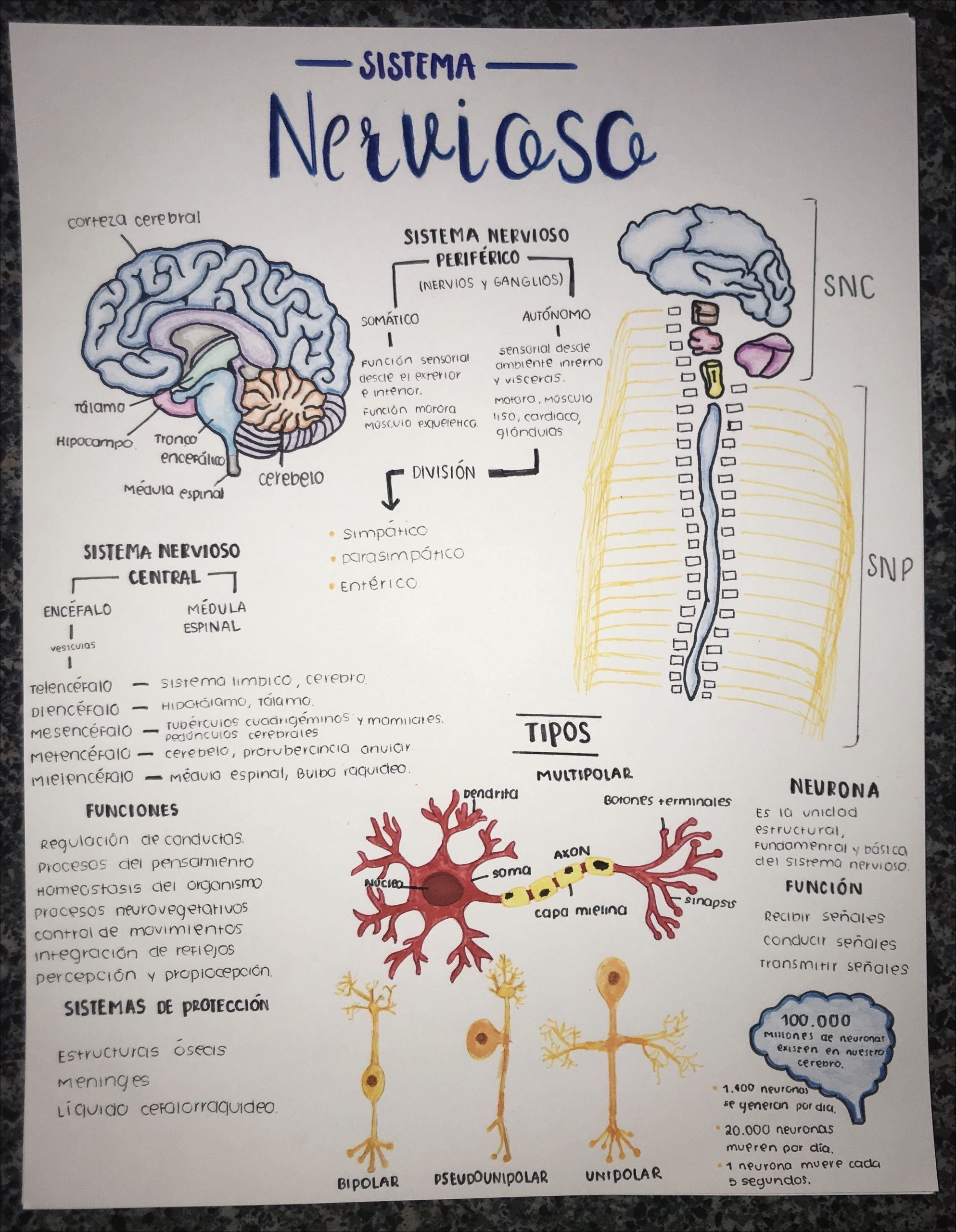 Sistema Nervoso Central e Periférico